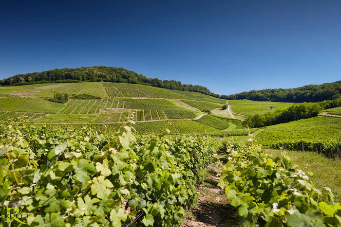 Domaine Rolet: Големият глас на Жура