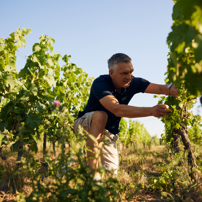 Weingut Wittmann: Сухият ризлинг на Райнхесен