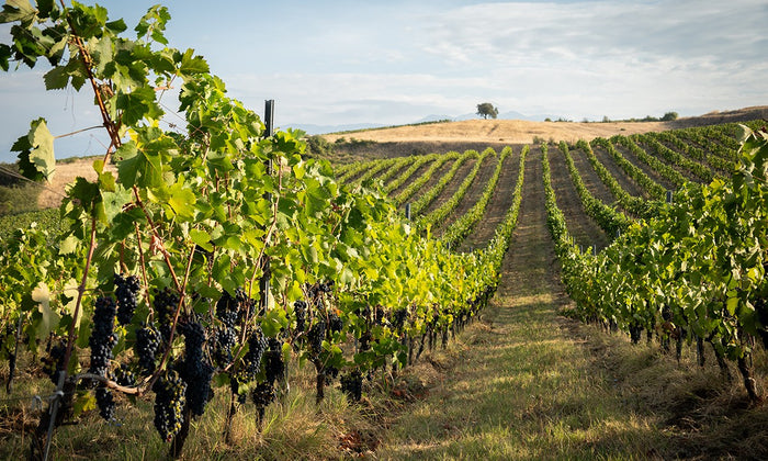 AYA Estate Vineyards: Мелник, биодинамика и изкуство