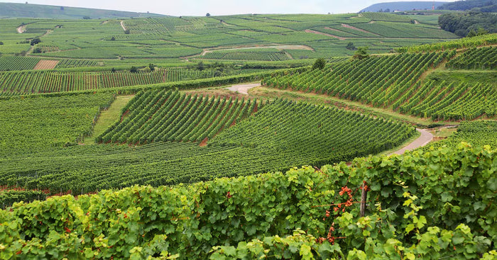 Domaine Josmeyer: Биодинамика в Елзас